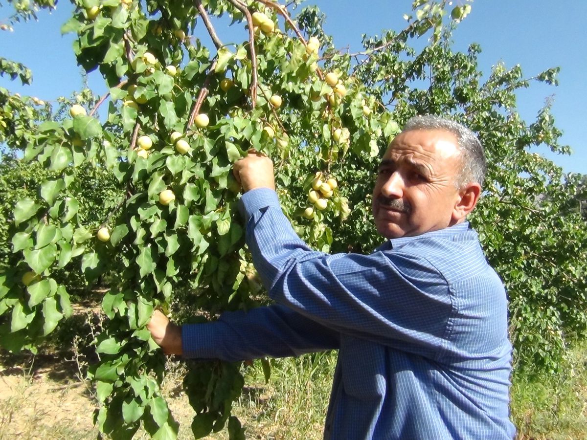 "Geççi Kayısı" Yeni Olgunlaştı