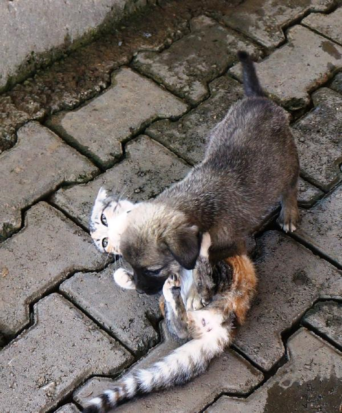 Kedi-Köpek Dostluğu