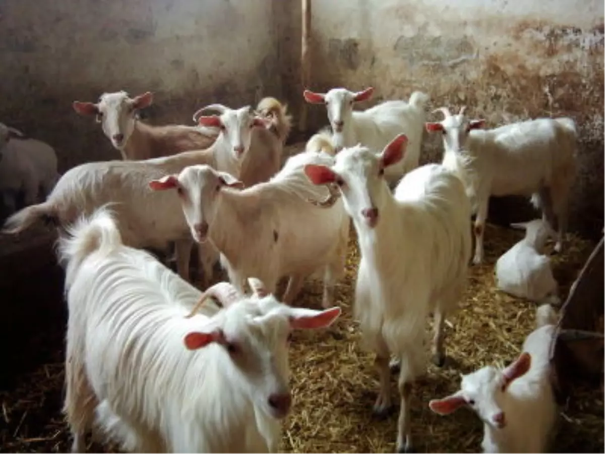 Orköy\'den Saanen Keçisine Destek