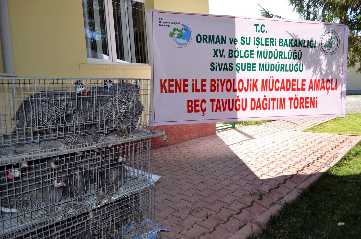 Sivas\'ta Kene ile Mücadele İçin Beç Tavuğu Dağıtıldı