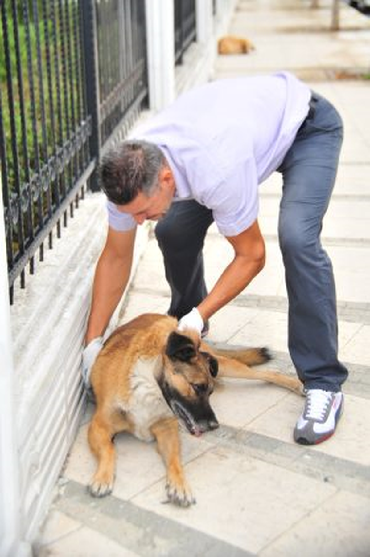 Sokak Köpekleri Aşılanıyor
