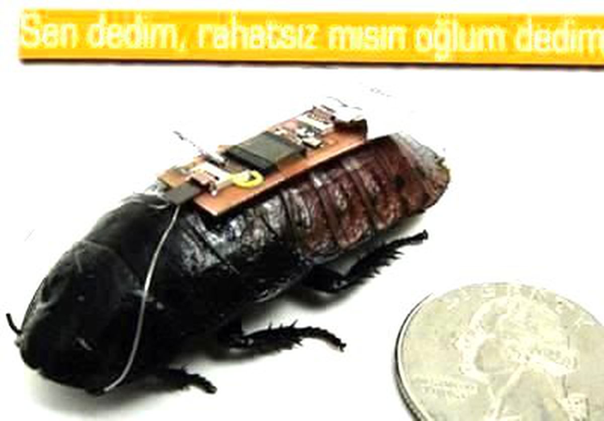 Ucuz Diye Madagaskar\'dan Kakalak Getirtip Robota Çevirdiler
