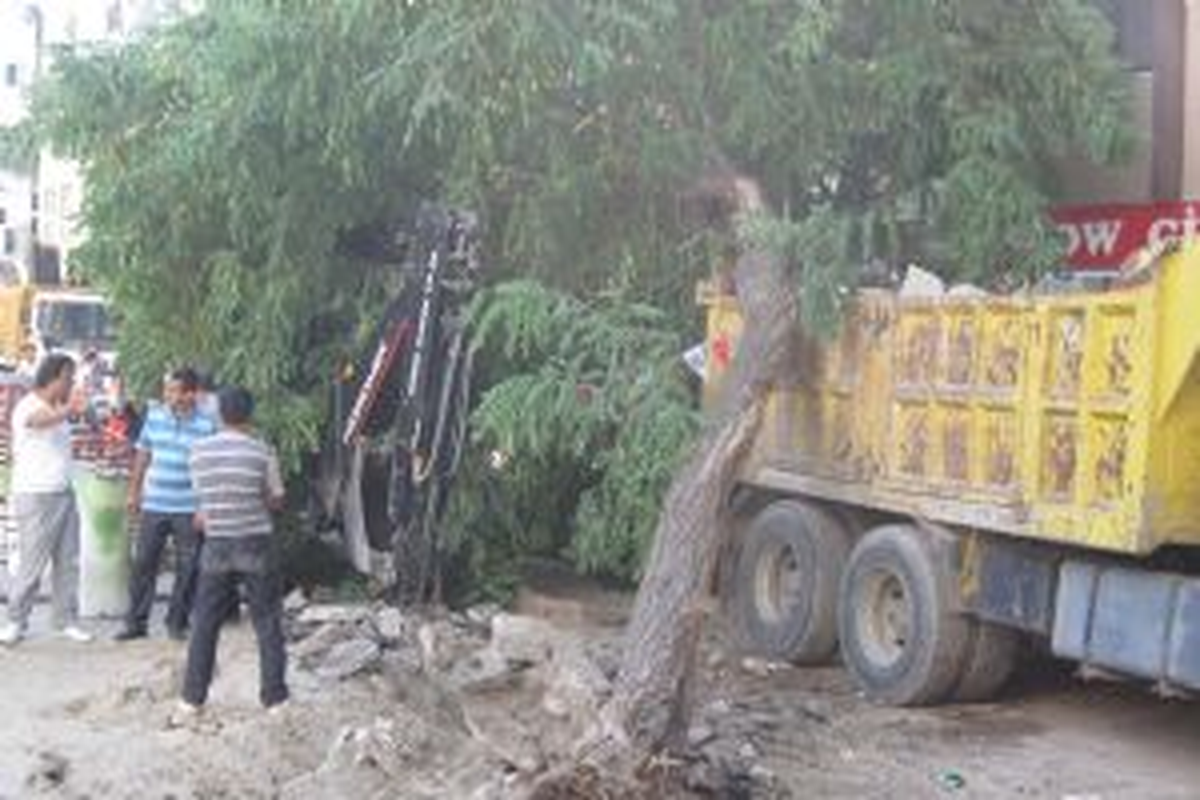 Asırlık Çınar Yaya Geçidine Devrildi