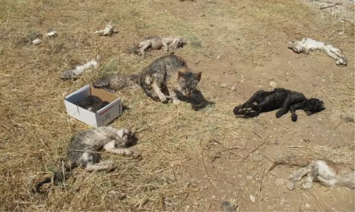 Hipodromda Kedi Katliamı Protestosu