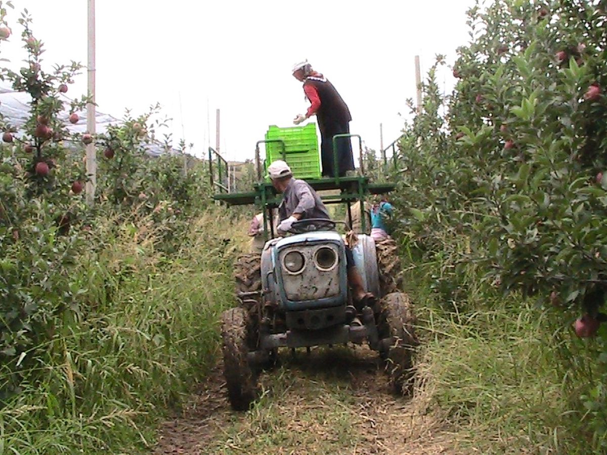 Sammey'de Meyve Hasadı