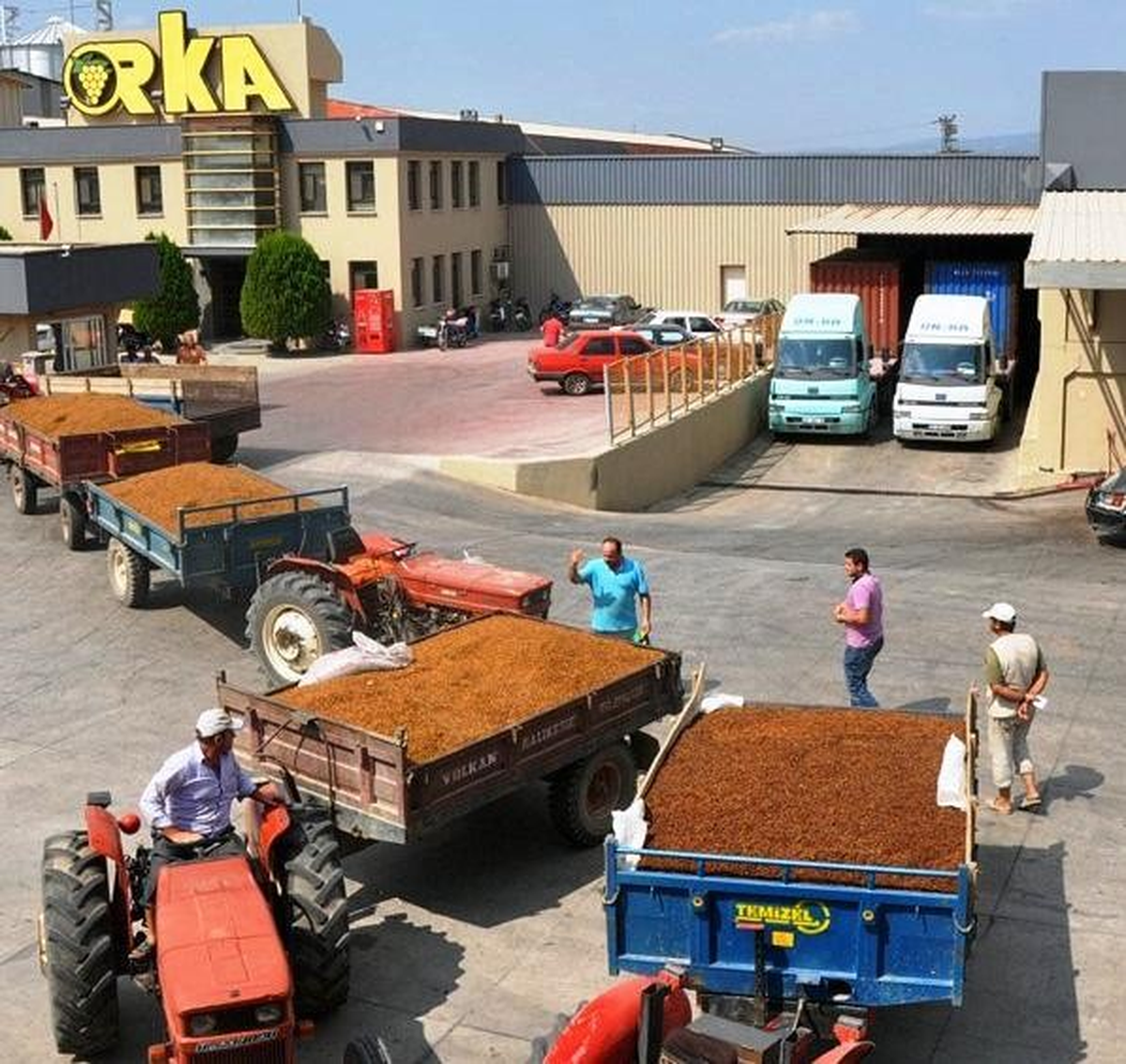 Turgutlu\'da Çekirdeksiz Kuru Üzüm Sezonu Açıldı