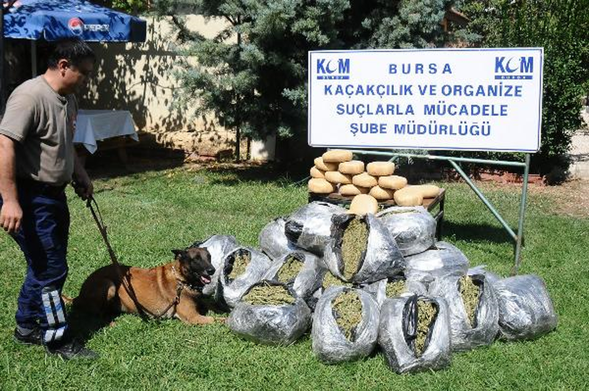Alfa, 2 Günde 79 Kilo Esrar Buldu