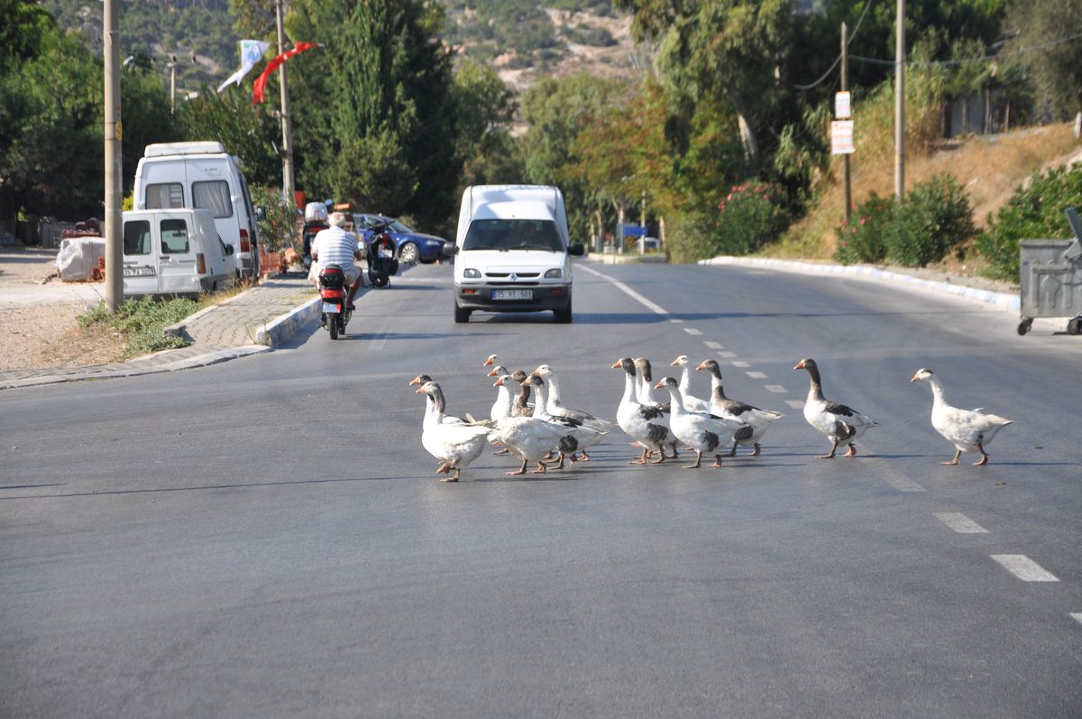 Foça\'da Hayvan Sürüleri Kazalara Davetiye Çıkarıyor