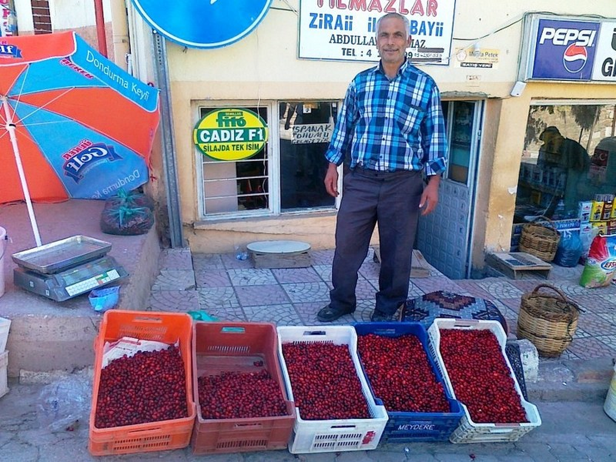 Hisarcık\'ta Kızılcık Fiyatları Dibe Vurdu
