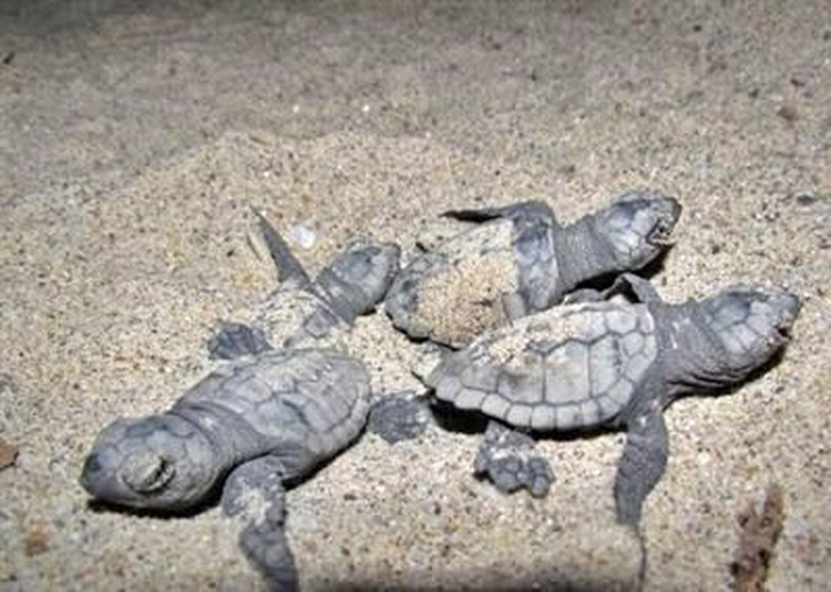Kıbrıs Rum Kesimi\'nde Caretta Caretta\'ları Yuvalarından Çaldılar