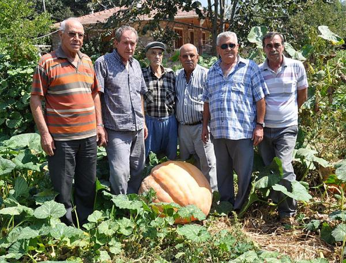 174 Kiloluk Bal Kabağı Baltayla Kesildi, Satırla Doğrandı