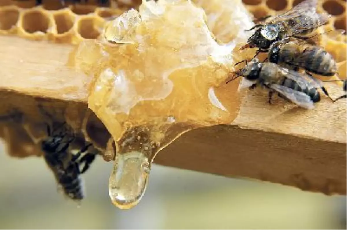 Arıcılar Bal Fiyatını Belirledi