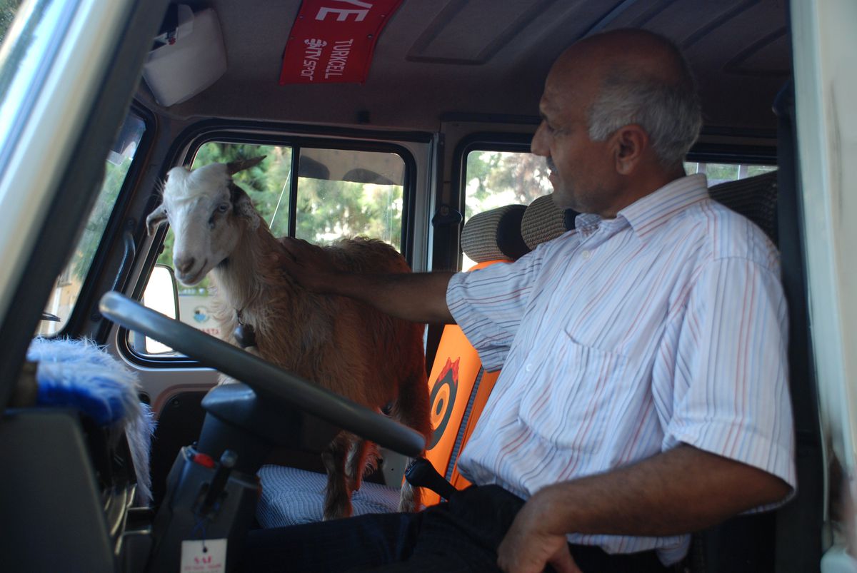 Bu Keçi Denize Girip, Sahibiyle Minibüse Biniyor