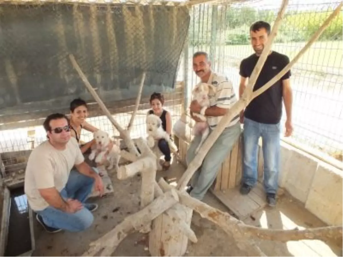 "Can Dostlarımız İçin Bir Çivi Çaktılar"