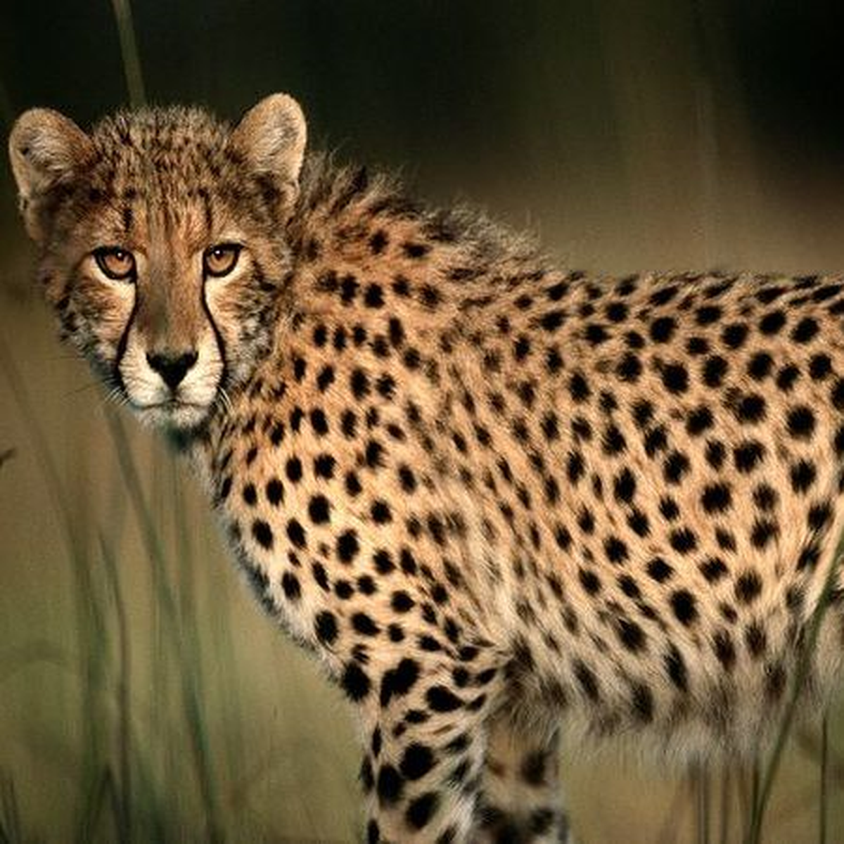 Çitanın Hızının Sırrı, Kaslarında