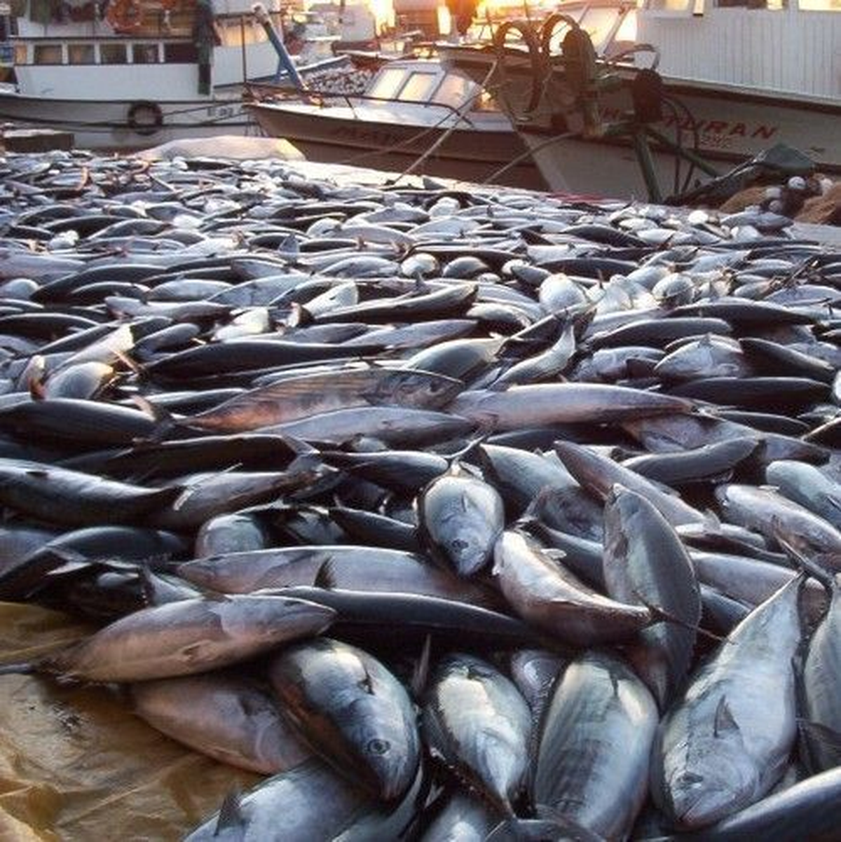 Palamut Avı Balıkçıların Yüzünü Güldürdü