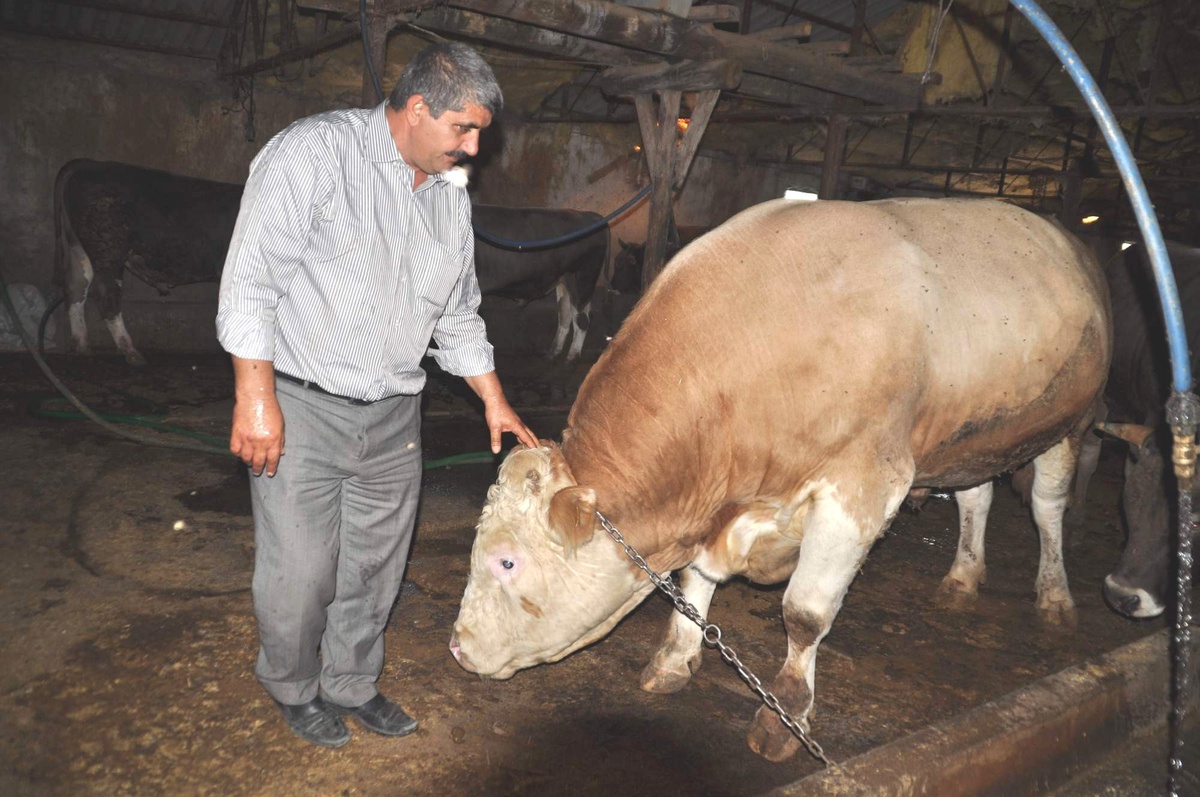 Yozgatlı Besiciler Kurban Bayramını Bekliyor