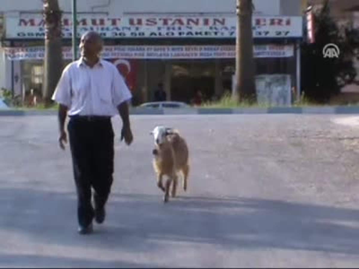 Keçisini Yanından Ayırmıyor