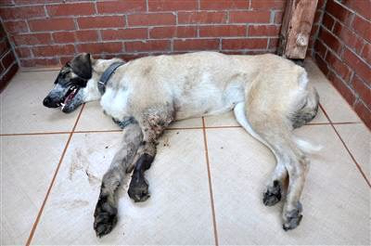 Lüleburgaz\'da Sokak Köpeklerini Kısırlaştırma Çalışmaları