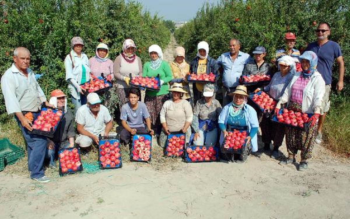 Mersin\'de Yılın İlk Narı Hasat Edildi