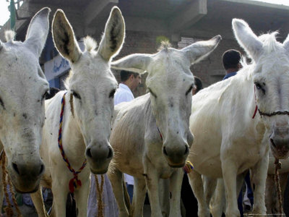 Mısır, İsrail\'e Eşek Satmayacak