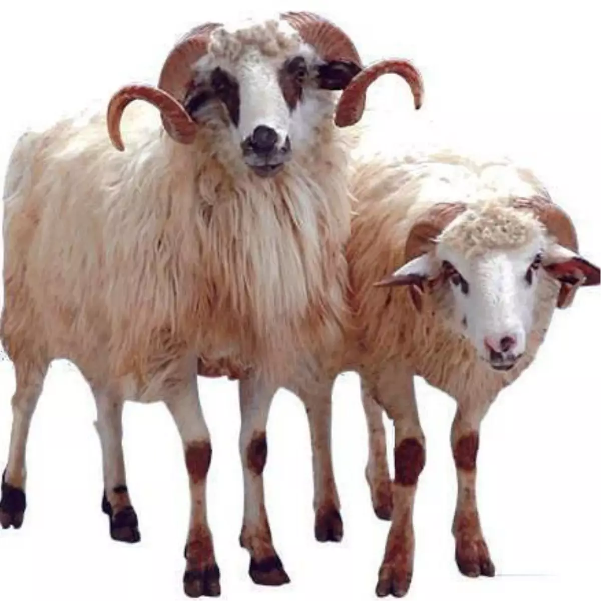 Simav\'da Kurbanlık Satışları Başladı