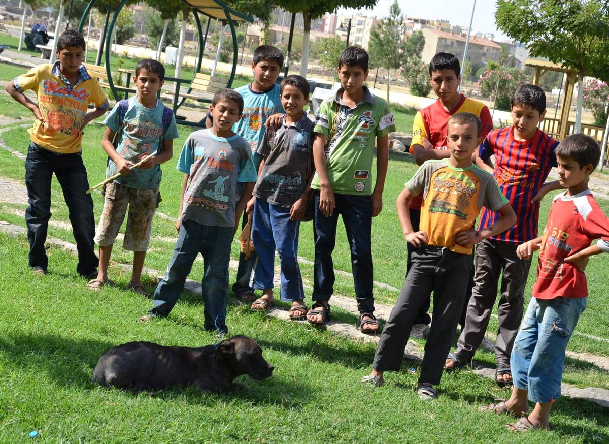 Viranşehir\'de Pitbull Köpekleri Halkı Rahatsız Ediyor