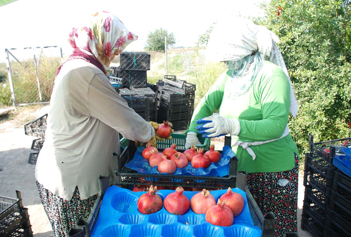 Yılın İlk Nar Hasadı Silifke\'de Yapıldı