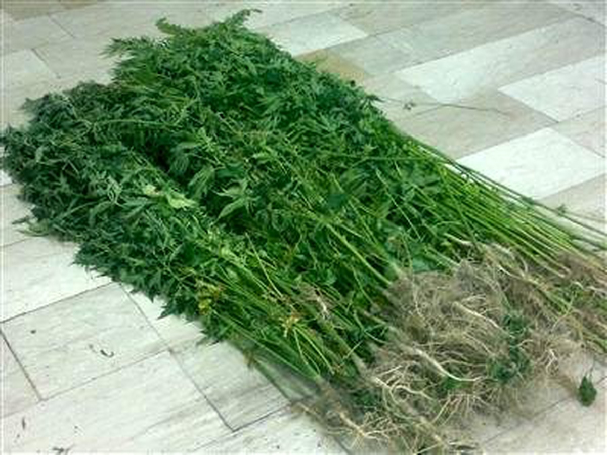 300 Kök Kenevir ile 50 Gram Esrar Ele Geçirildi