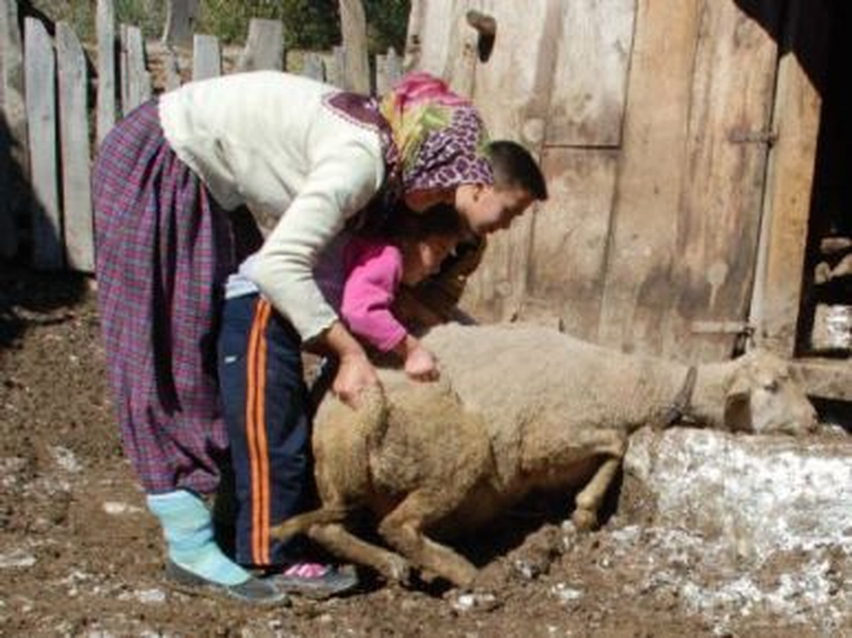 Bolu\'daki Hayvan Ölümleri Araştırılacak