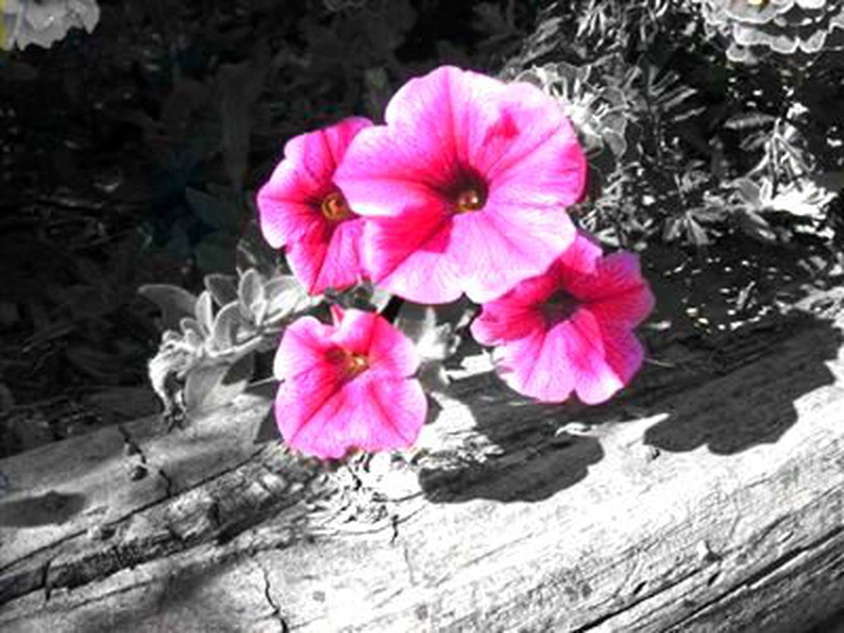 Colorsplash İnceleme