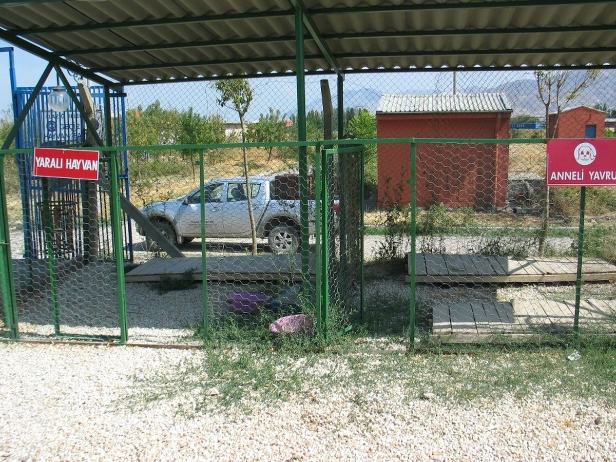 Elazığ\'da Sokak Hayvanları Barınaklarda Korumaya Alınıyor