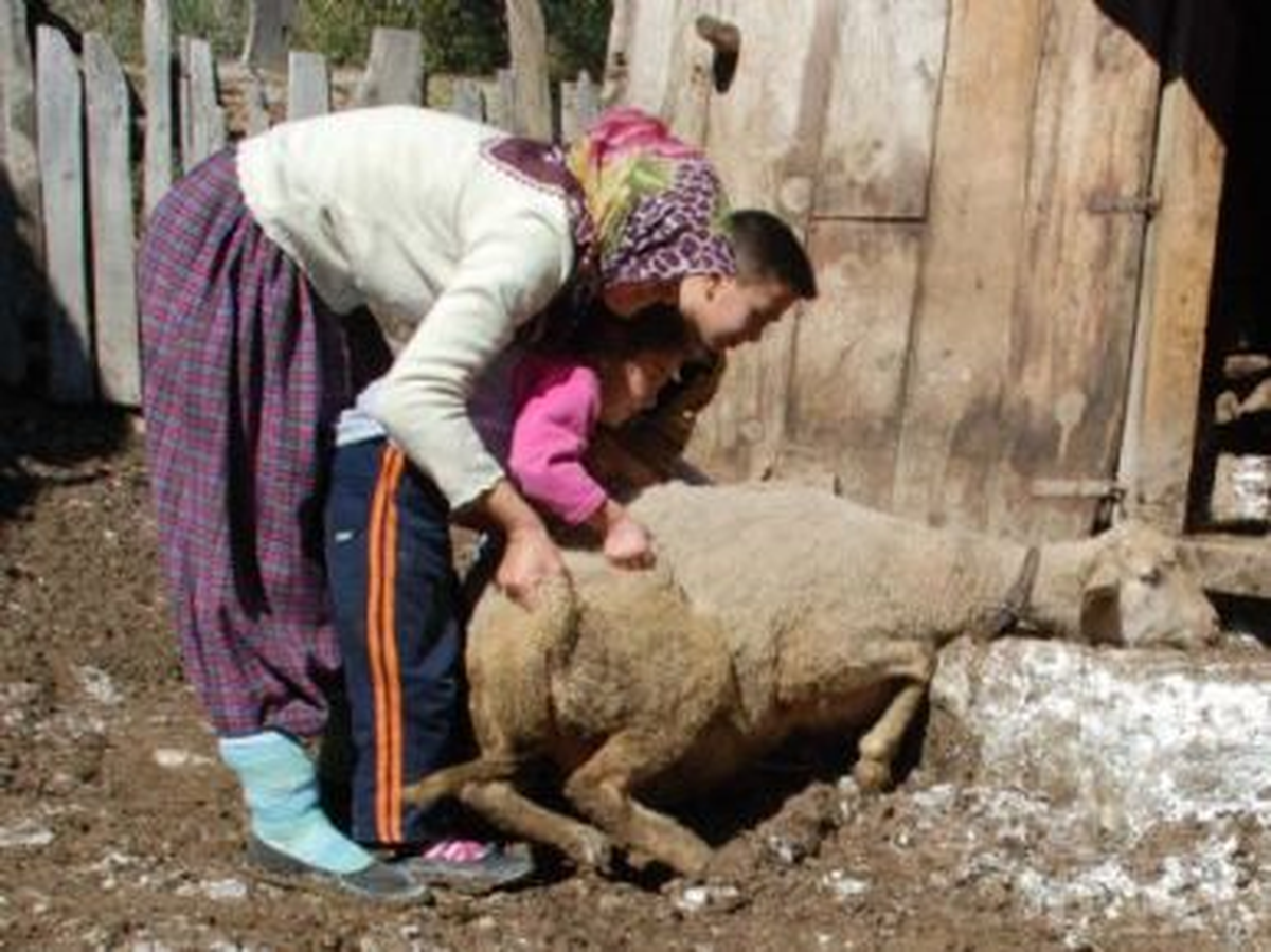 Göynük\'teki Hayvan Ölümleri