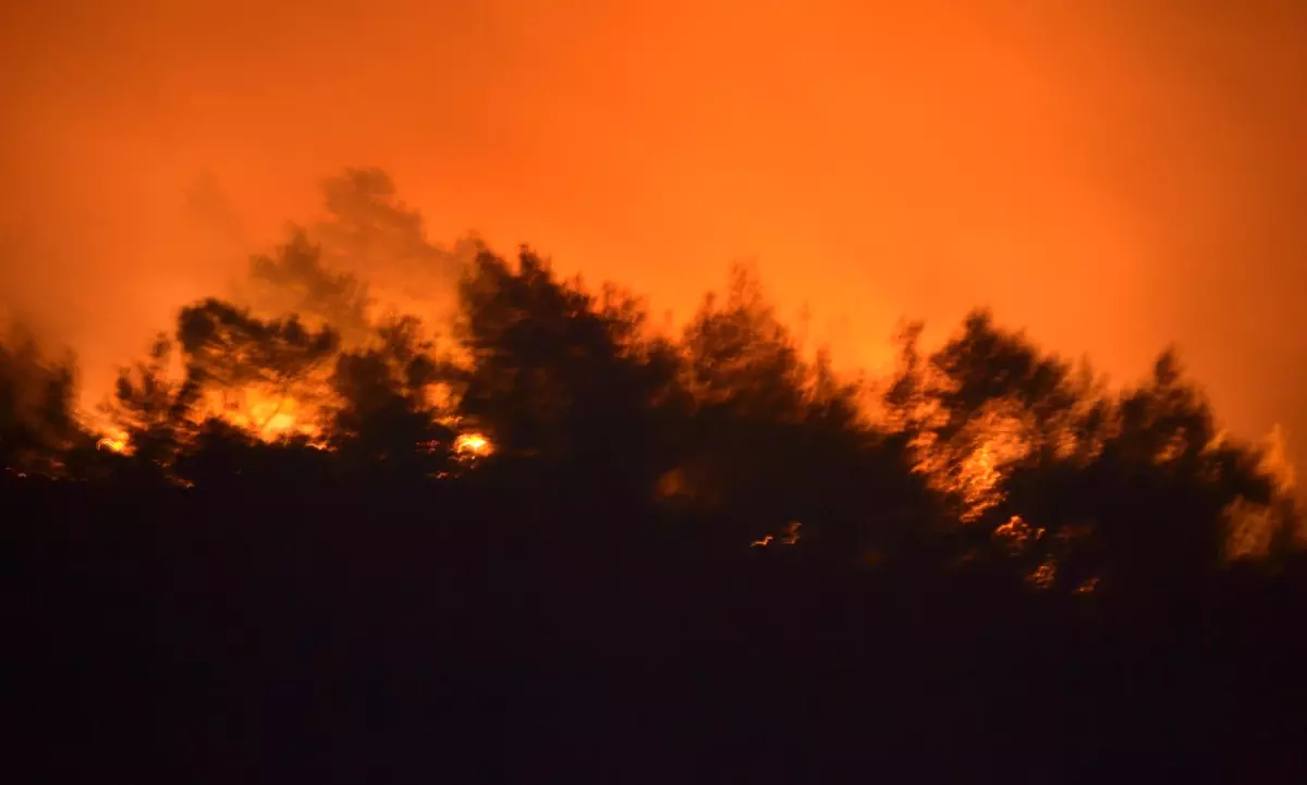 Milas'ta Orman Yangını