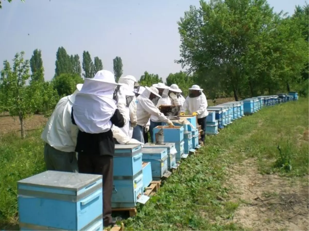 Profesyonel Arıcılık İçin Devlet Desteği