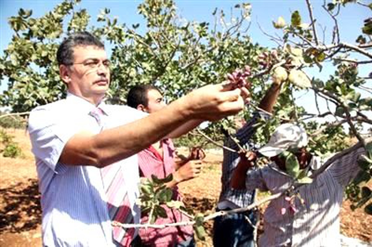 Vali Güvenç: Türkiye Fıstığının Yarısı Şanlıurfa\'da Üretiliyor
