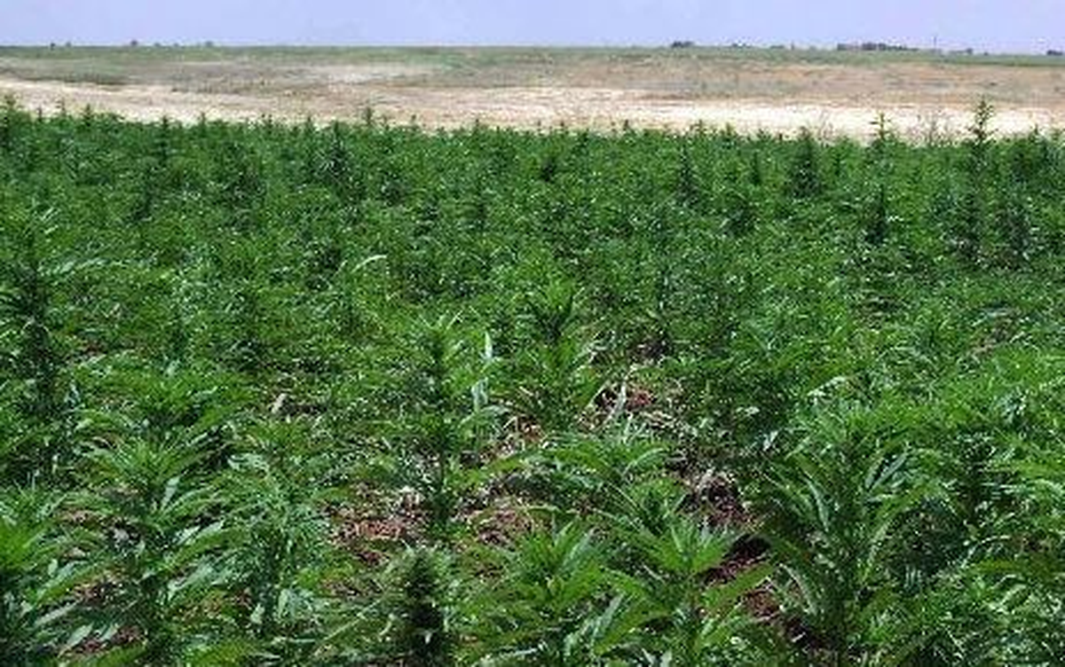 Antalya\'da Bin 620 Kök Hint Keneviri Ele Geçirildi