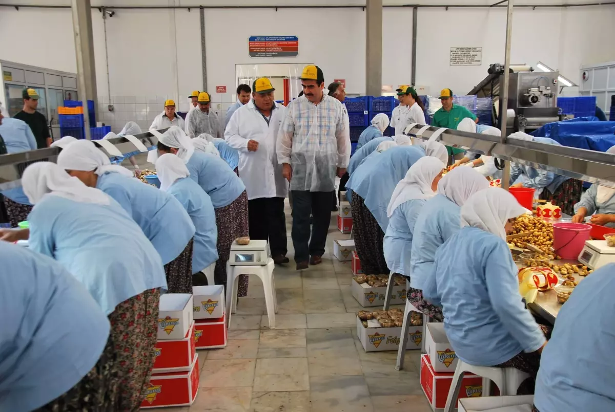 Aydın\'da İncir Bereketi