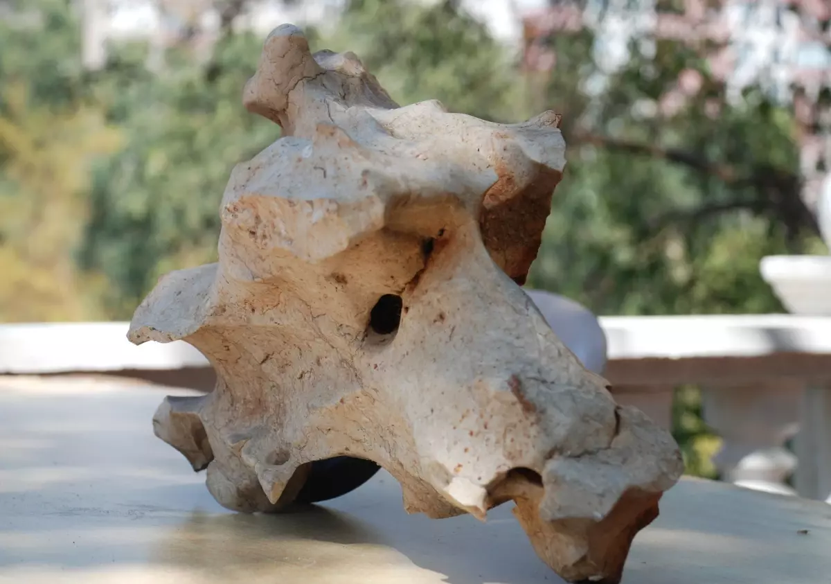 Hayvan Kafasına Benzeyen Taş Görenleri Şaşırtıyor