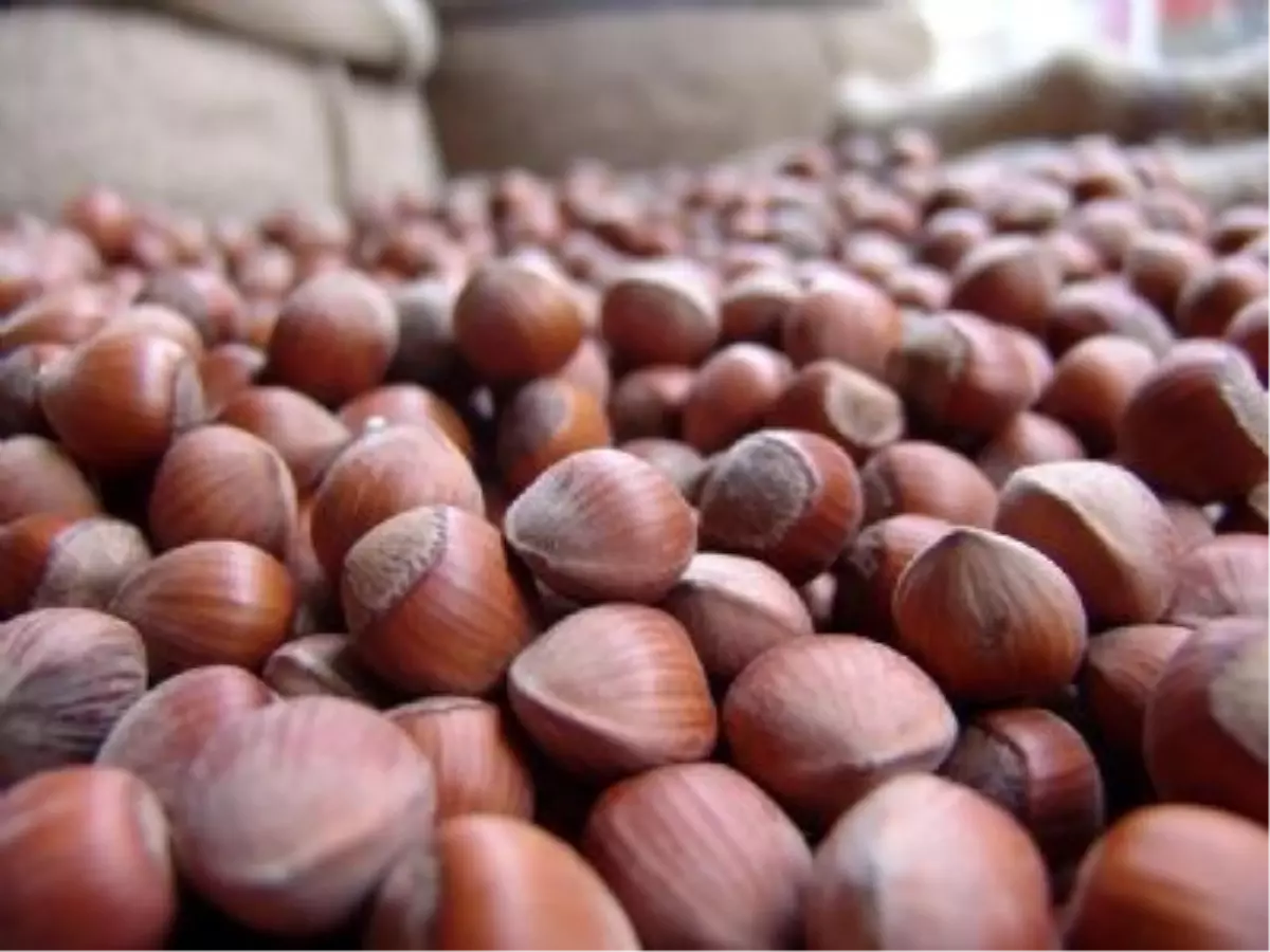 Kuyumcunun Umudu 'Yeşil Altın'