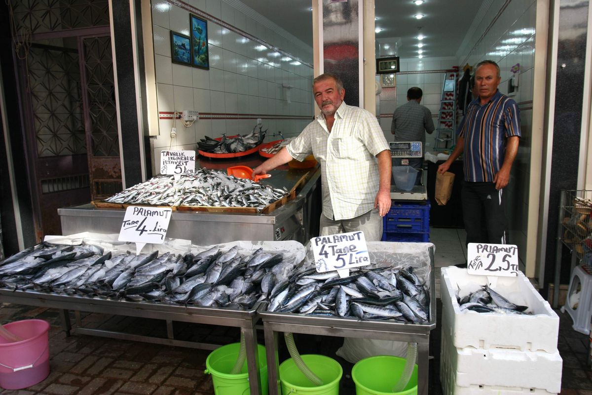 Ordu\'da Palamut 2.5 Lira
