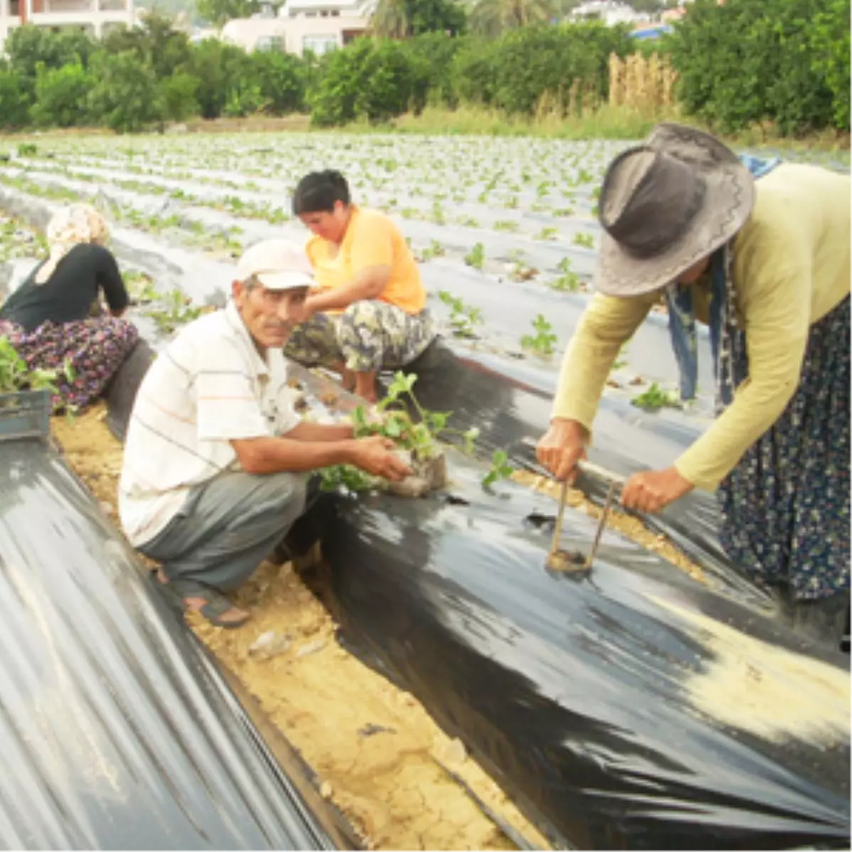 Yayladağı\'nda Çilek Ekimine Başlandı