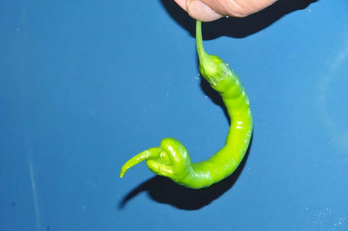 Yılan Şeklinde Büyüyen Biber