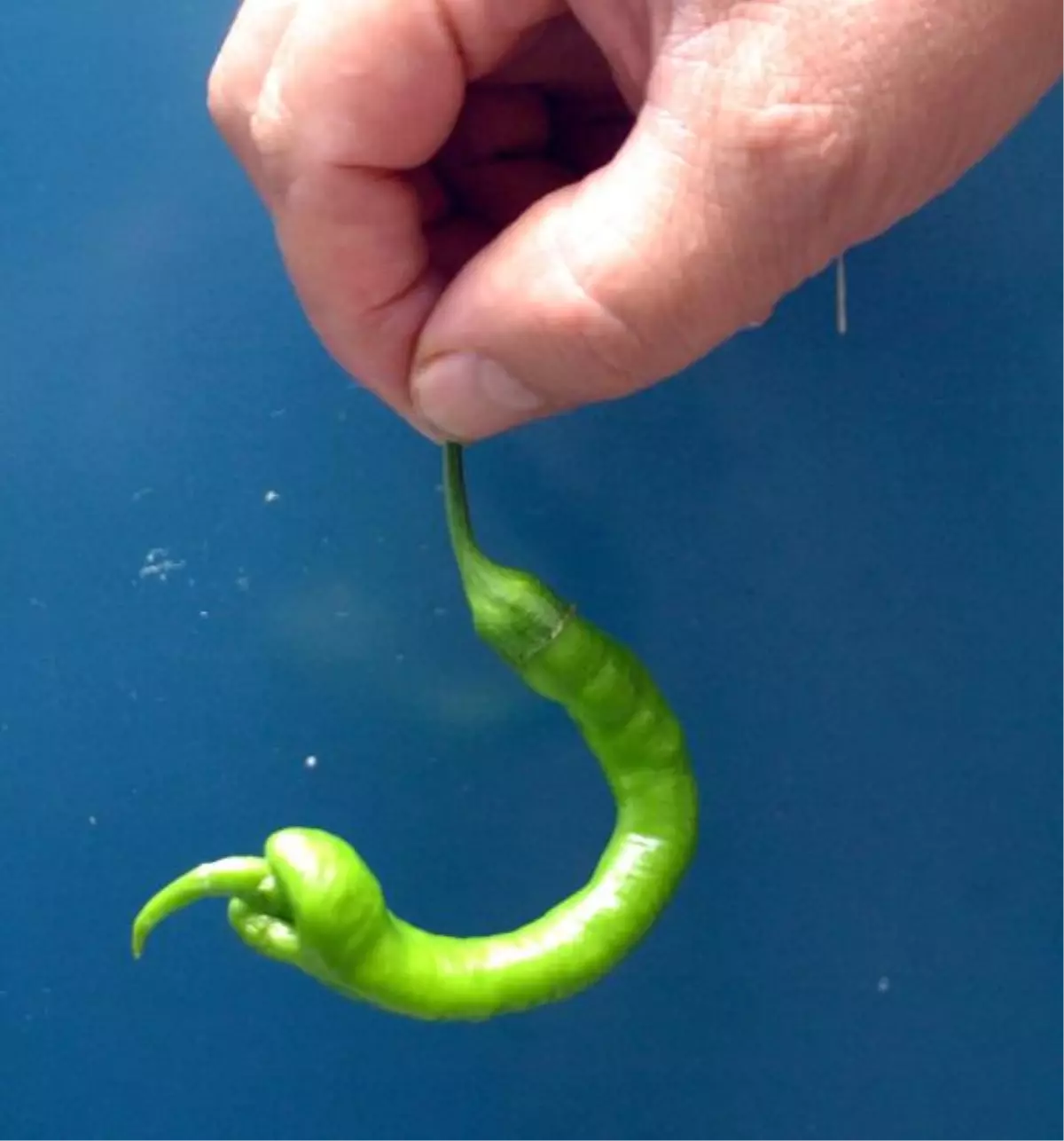 Yılan Şeklindeki Biber Şaşırttı