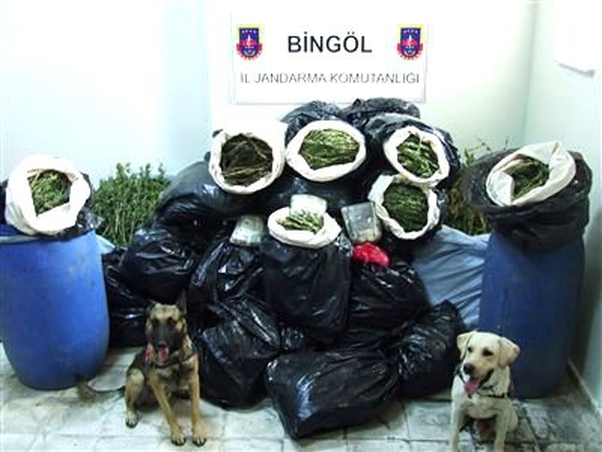 Bingöl\'de 264 Kilo Esrar, 52 Bin Kök Kenevir Bitkisi Ele Geçirildi