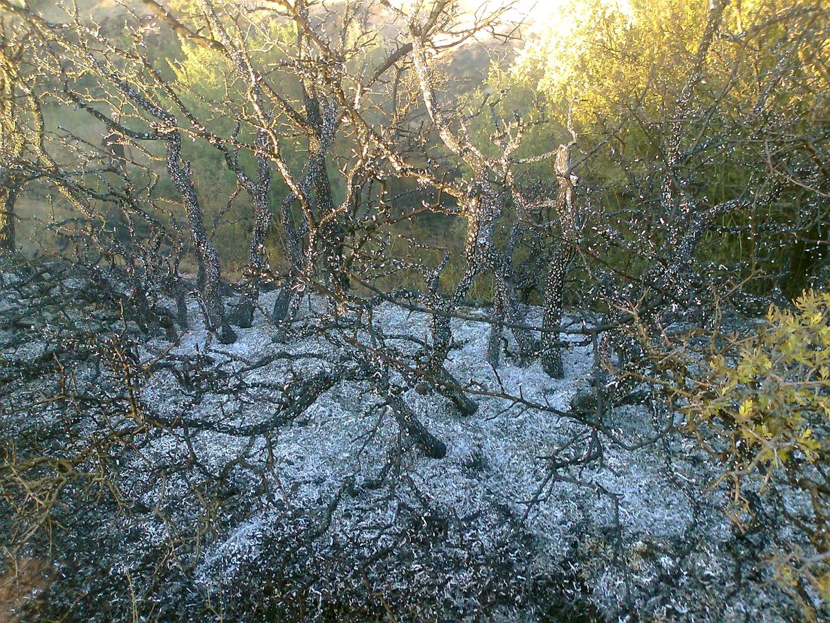Divriği\'de Arazi Yangını