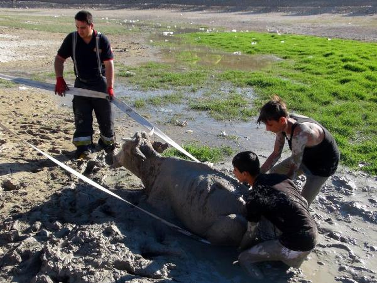 İtfaiyeden İnek Kurtarma Operasyonu