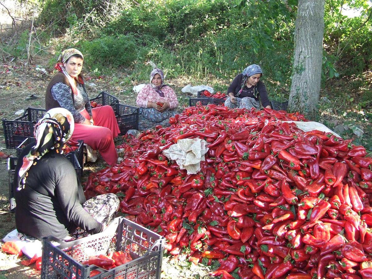 Çanakkale\'den Avrupa\'ya Kapiya Biberi İhracatı