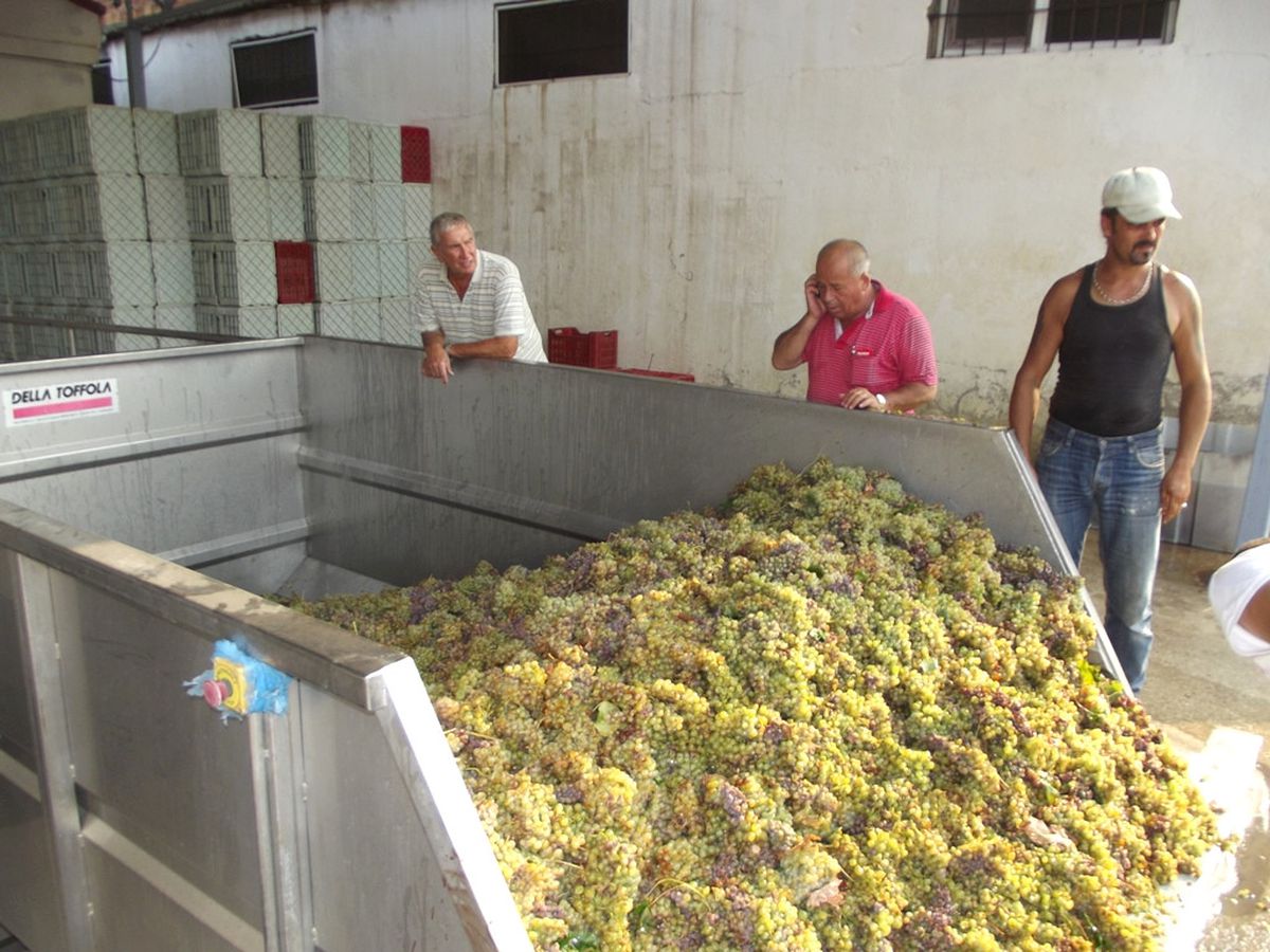 'Devlet Destek Verirse Türkiye Şarapta Söz Sahibi Olur'