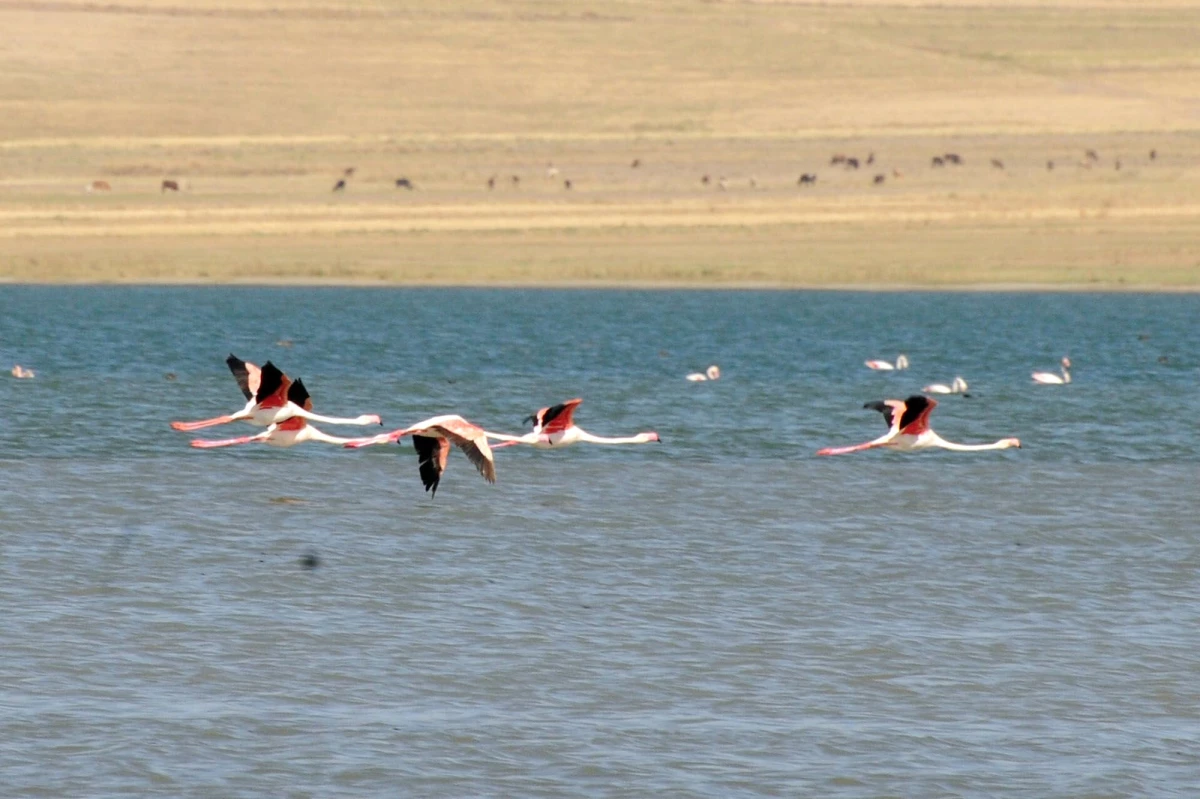 3. Van Erçek Gölü Flamingo Festivali